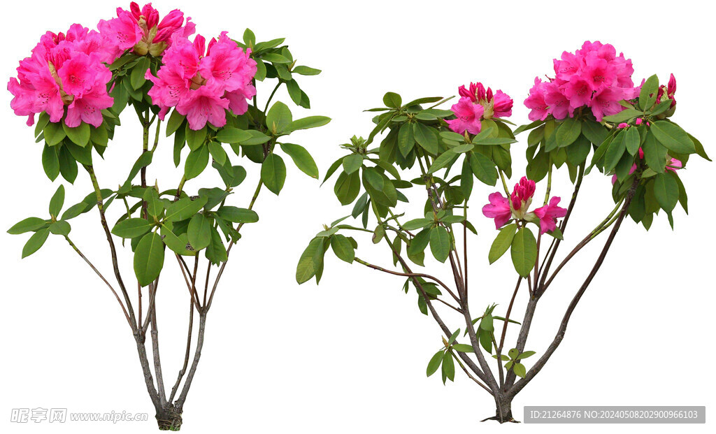 石楠花