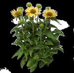 金光菊