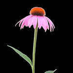 松果菊 