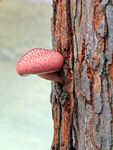 树枝上的蘑菇