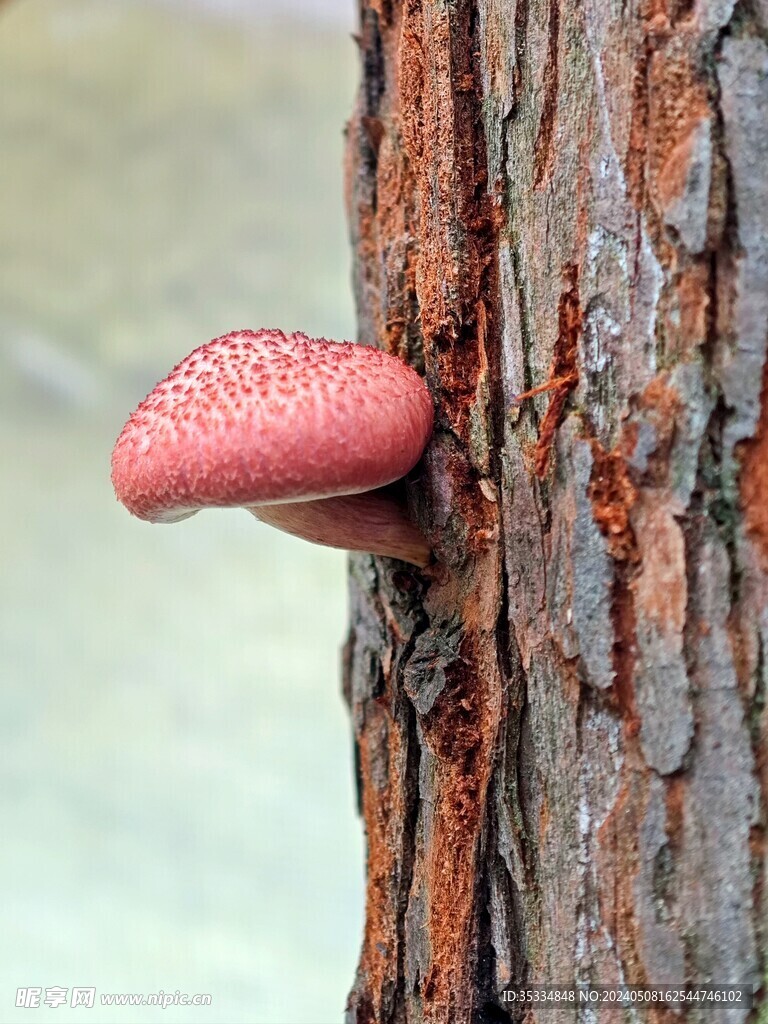 树枝上的蘑菇