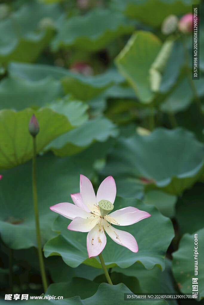 荷花与花蕾