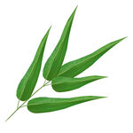 竹子素材