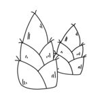 竹子素材