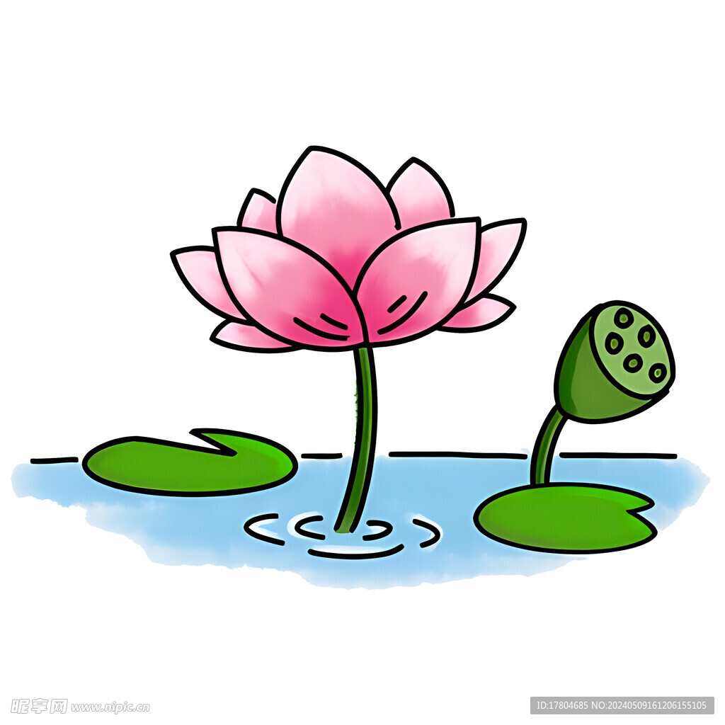 荷花素材