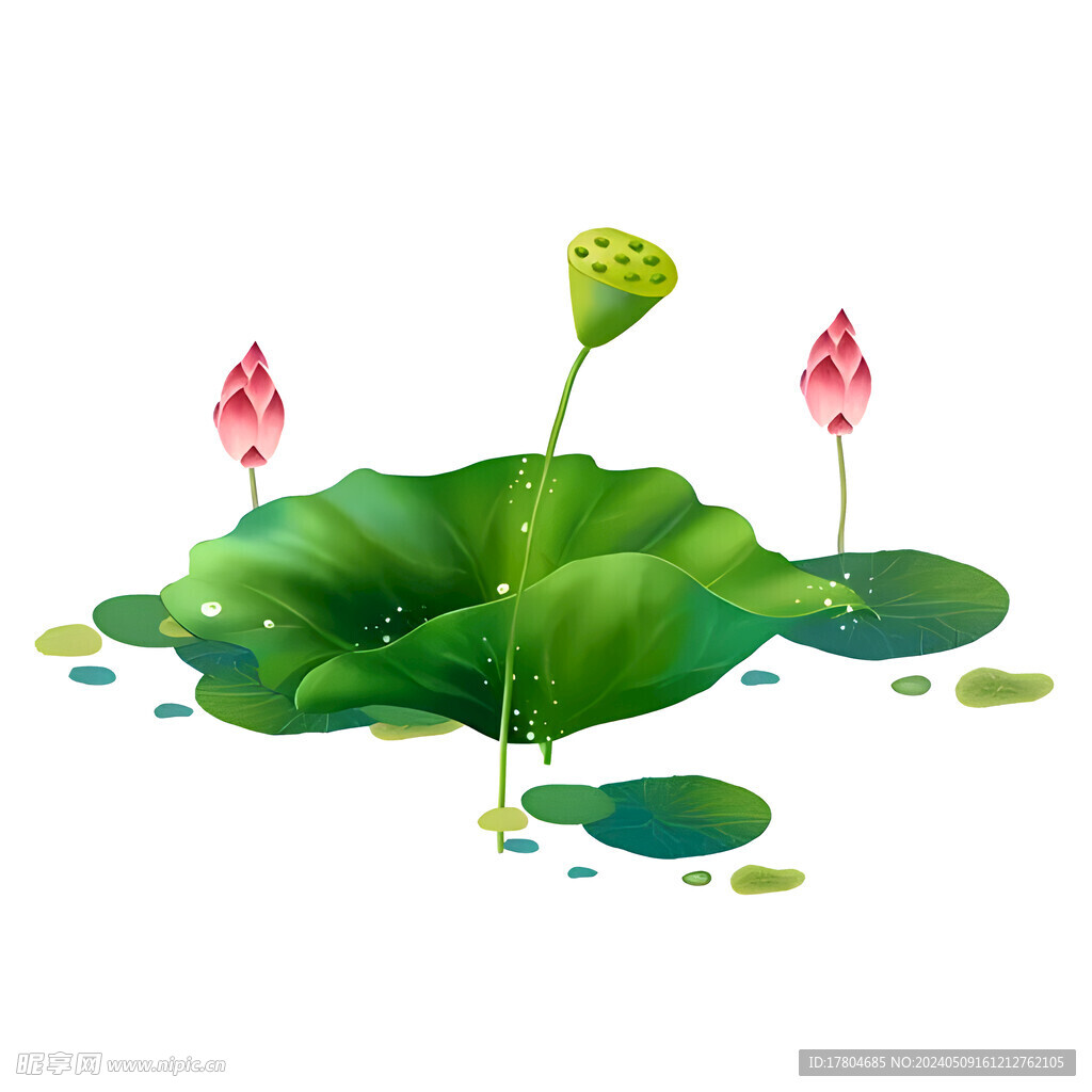 荷花素材