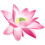 荷花素材