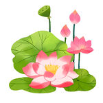荷花素材