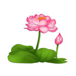 荷花素材