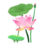荷花素材