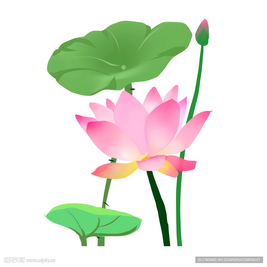 荷花素材