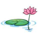 荷花素材