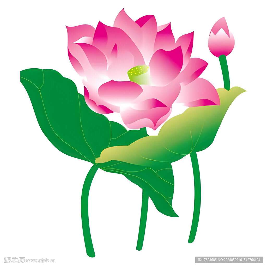 荷花素材