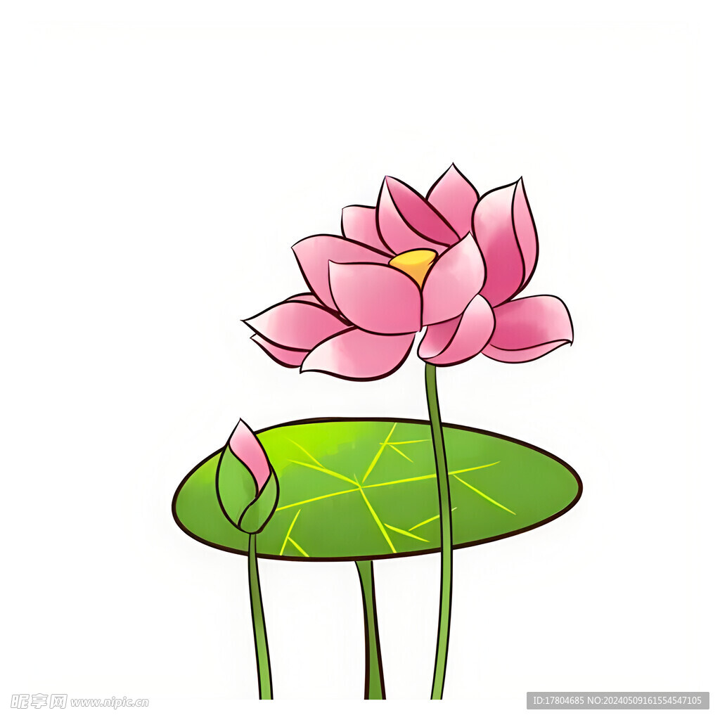 荷花素材