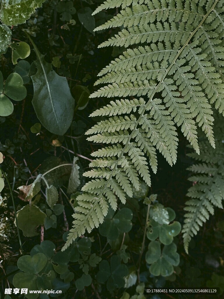 蕨类植物