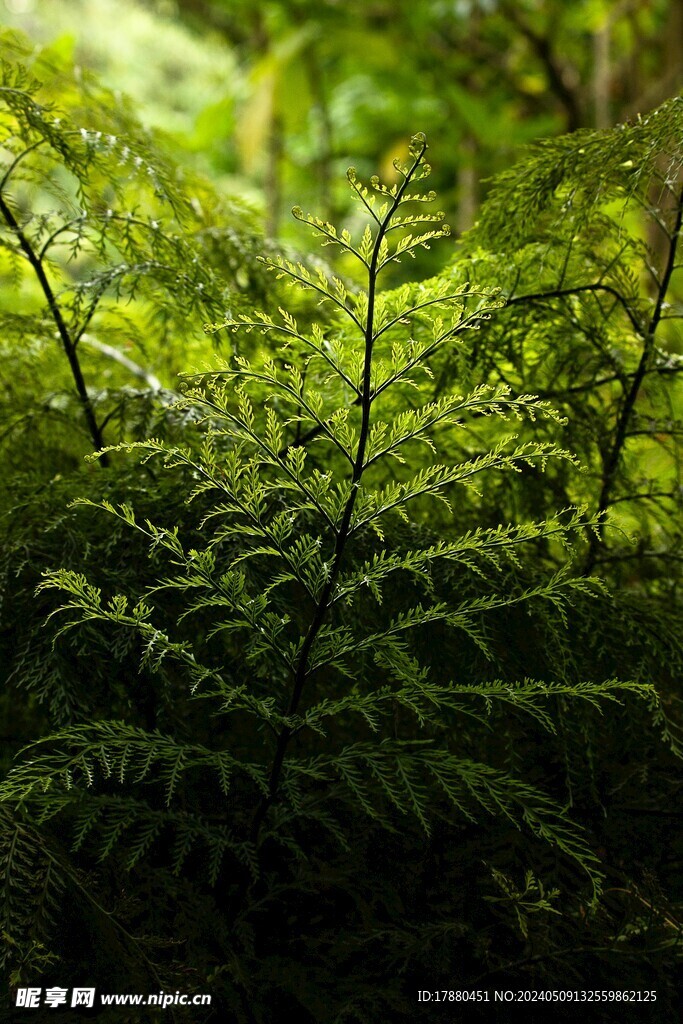 蕨类植物