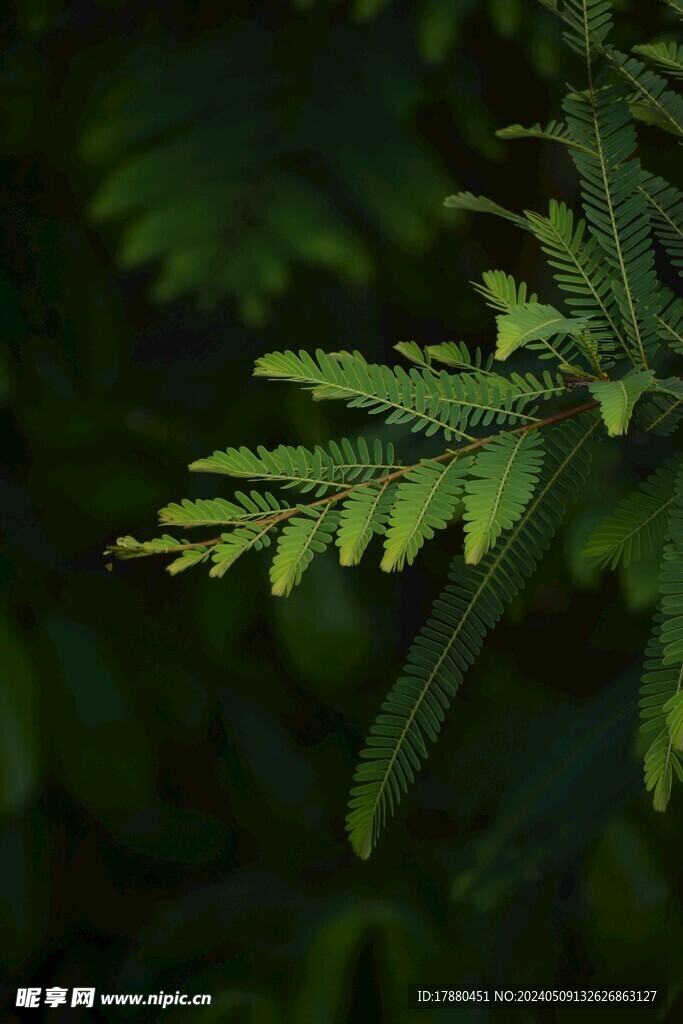 蕨类植物