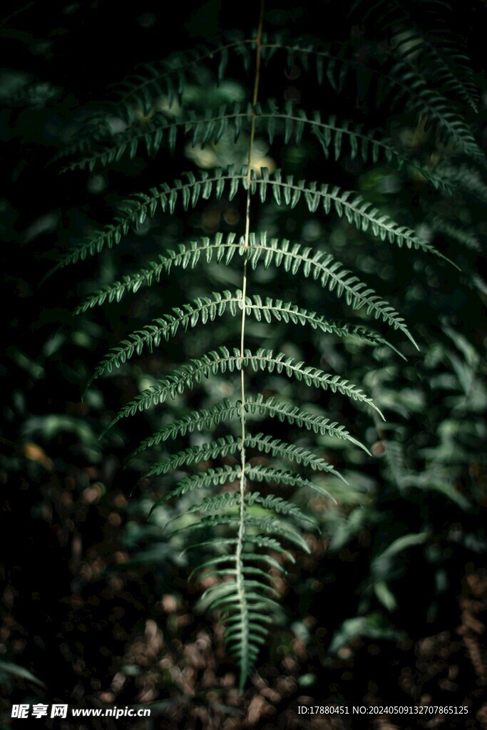 蕨类植物