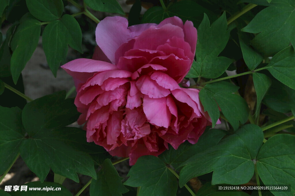 牡丹花 