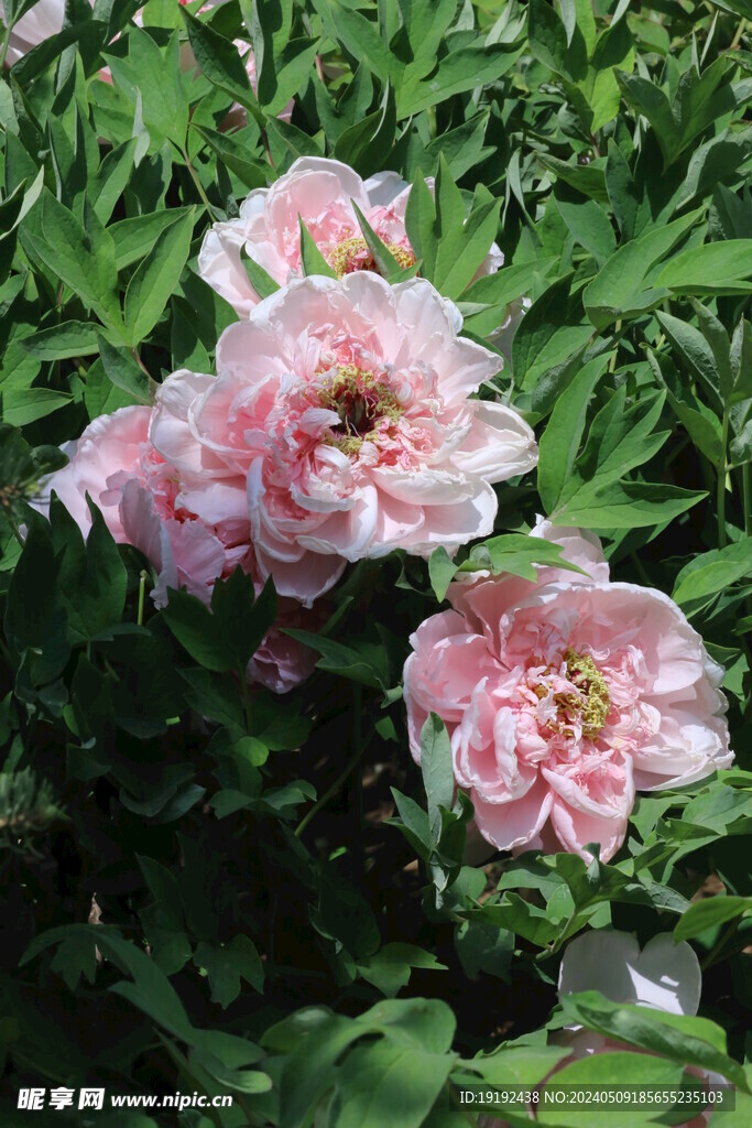 牡丹花  