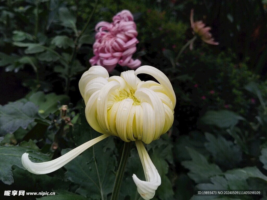 菊花