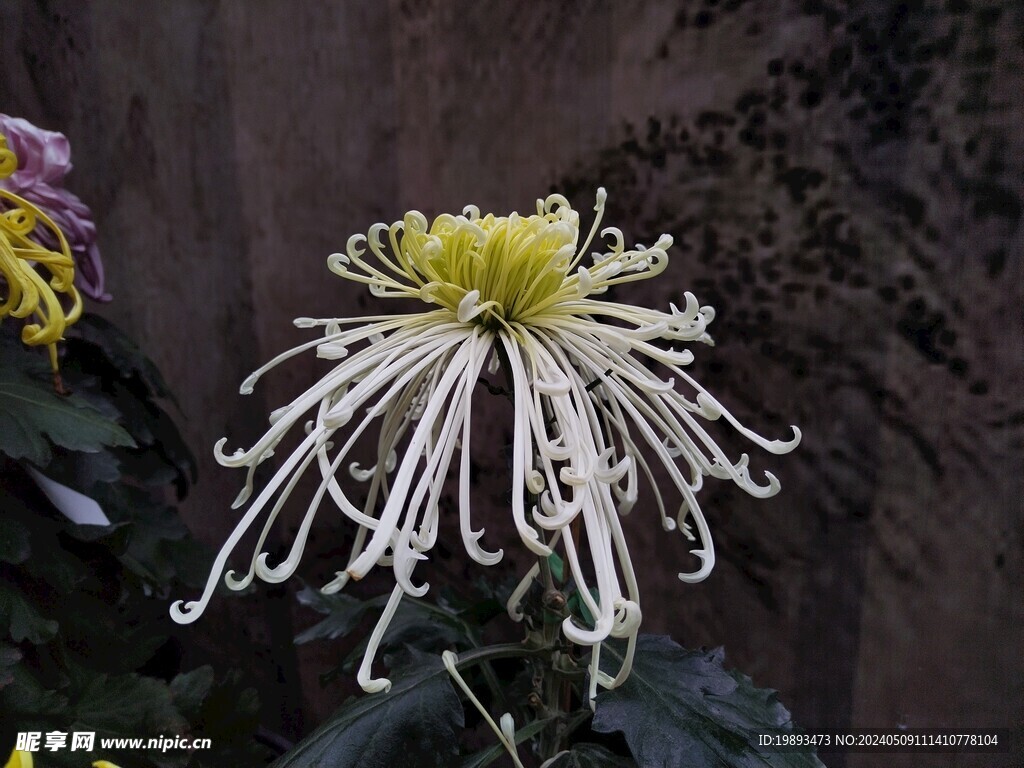 菊花