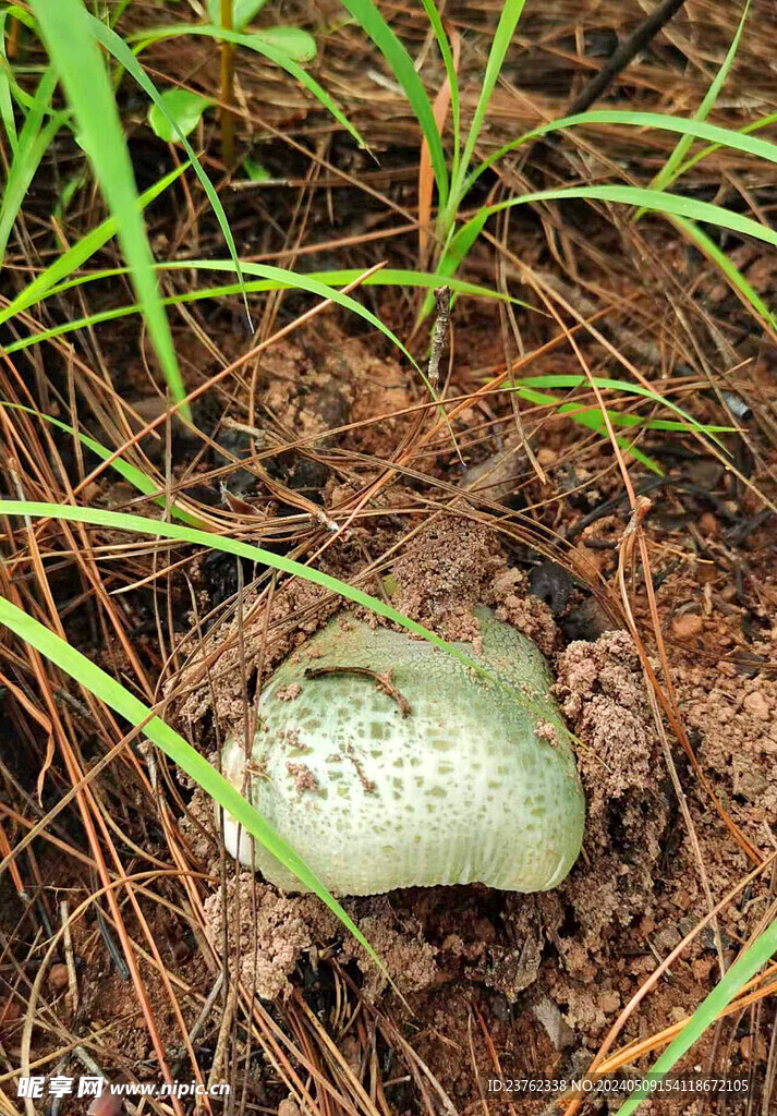 青头菌