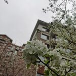 李子花