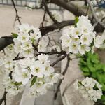 李子花