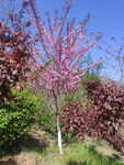 春季桃树