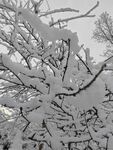 雪