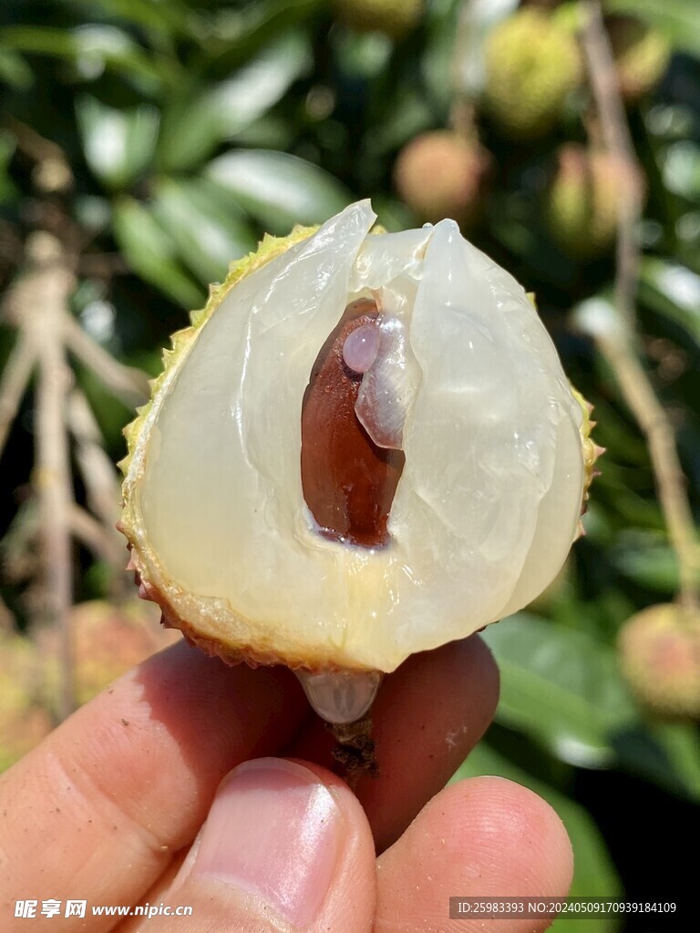 荔枝