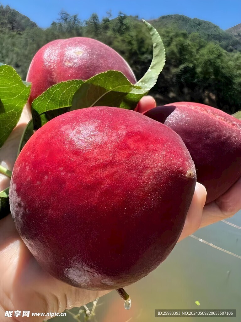 水蜜桃