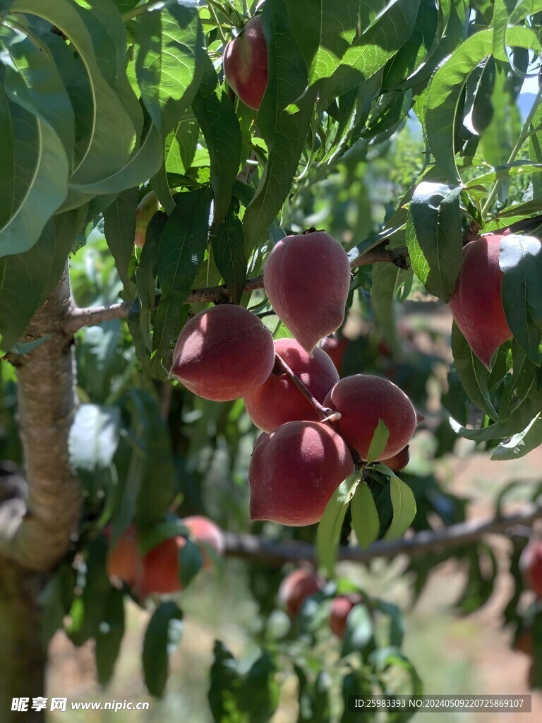 水蜜桃栽培