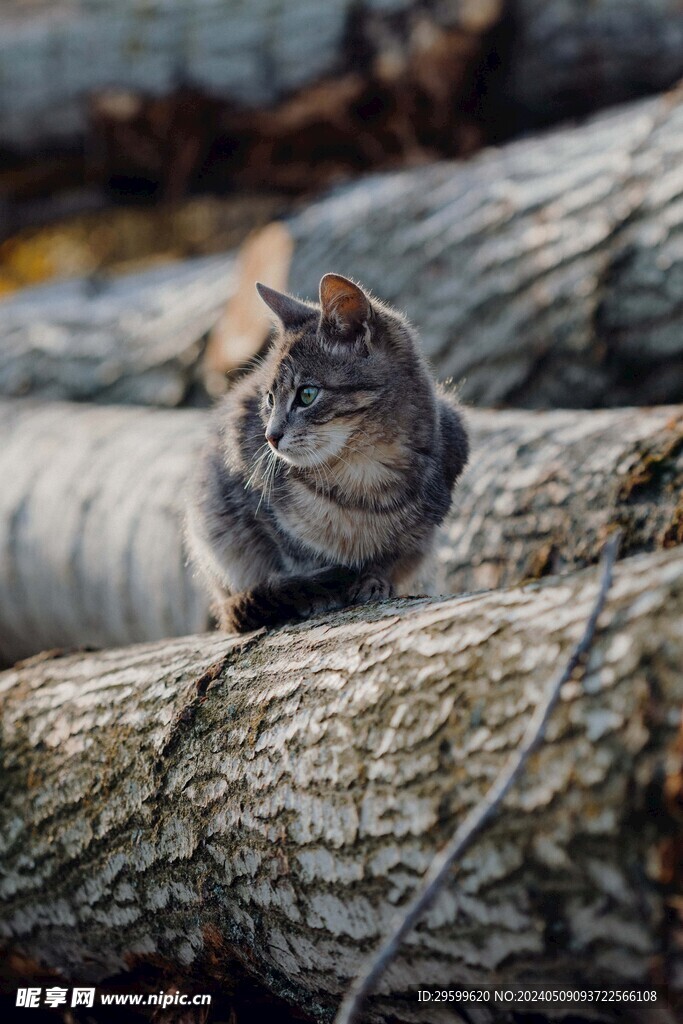 狸花猫 