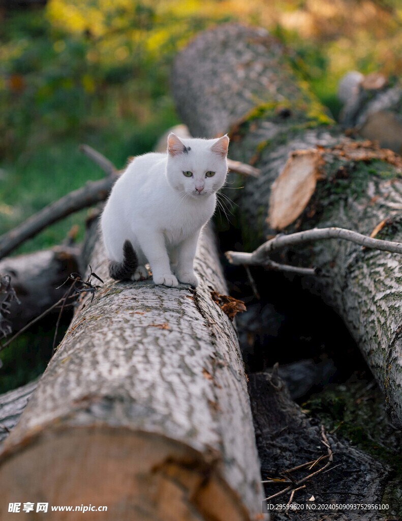 白猫 