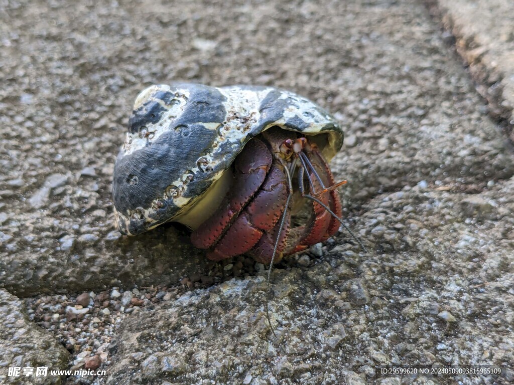 蜗牛  