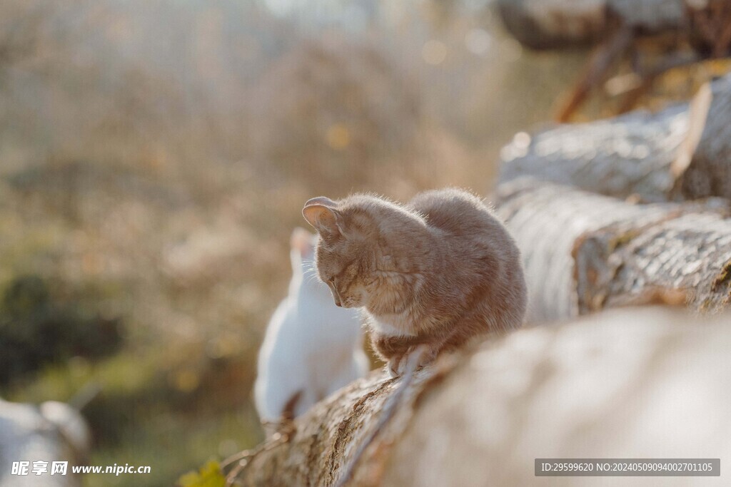 橘猫  