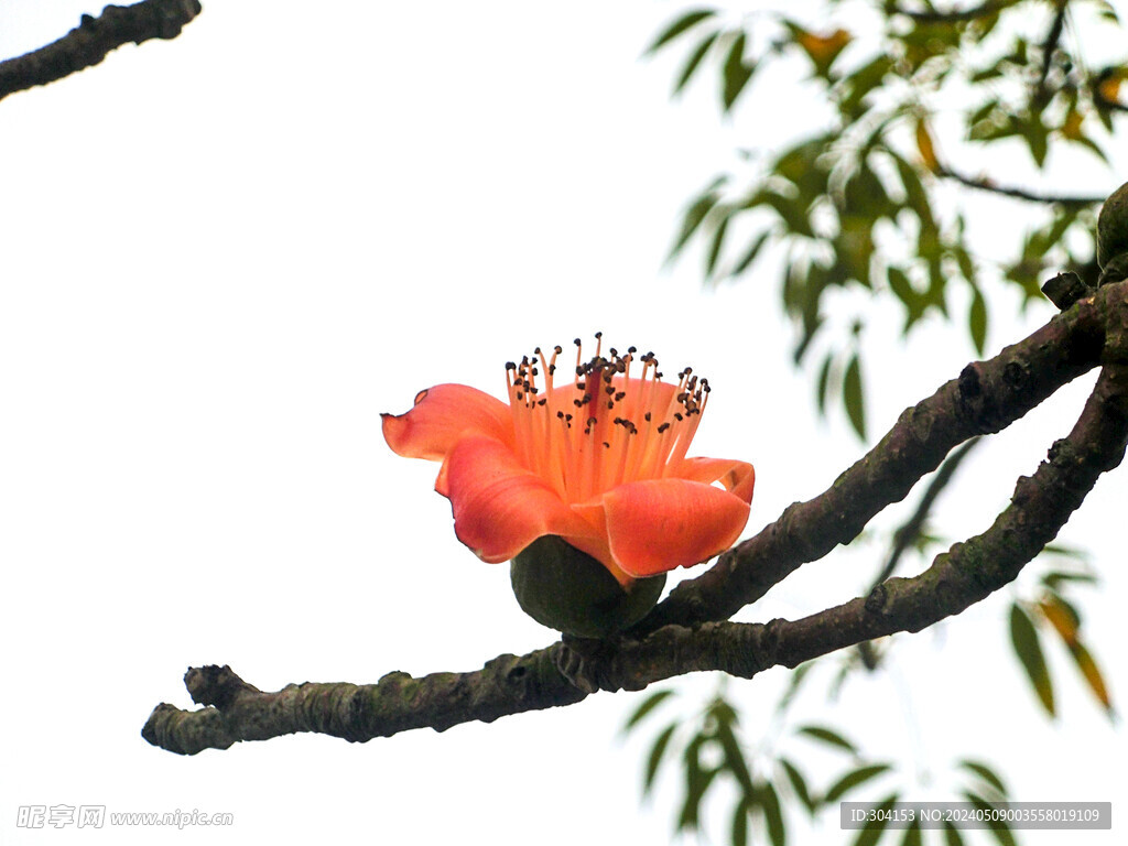 木棉花