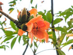 木棉花