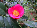 山茶花