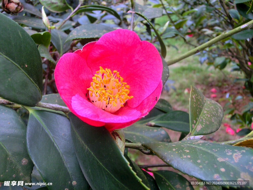 山茶花