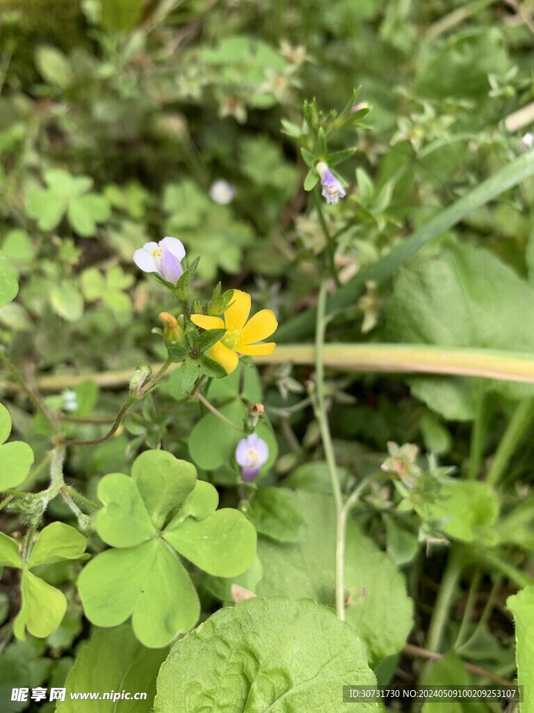 黄色小花