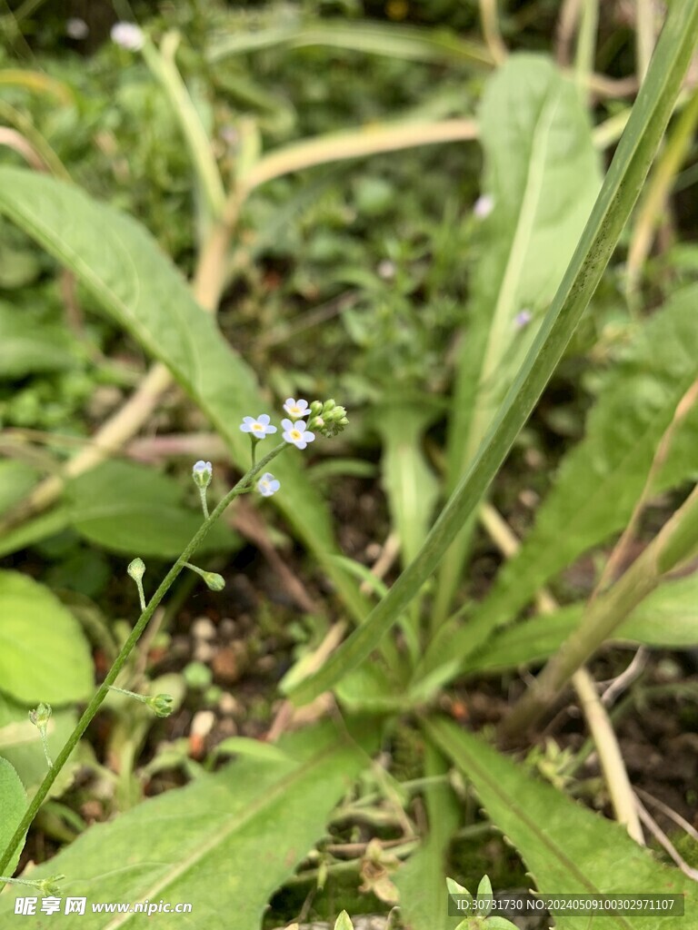 附地菜