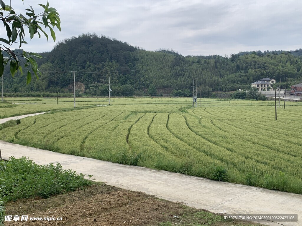 麦田