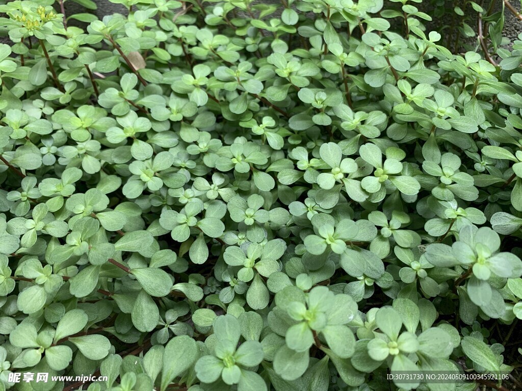 绿色植物