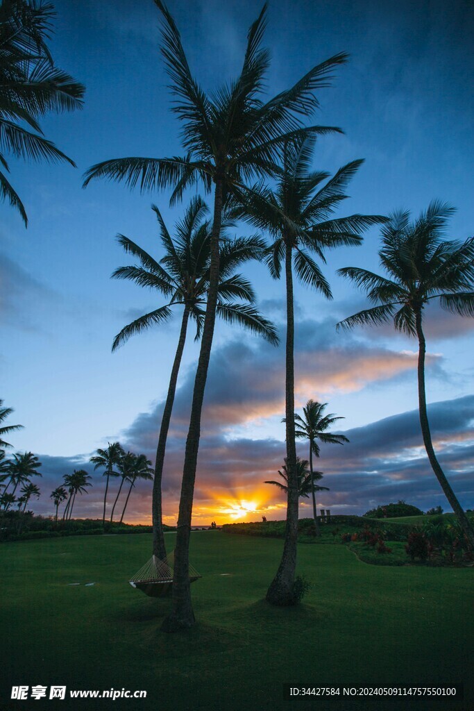 夕阳下的椰子树