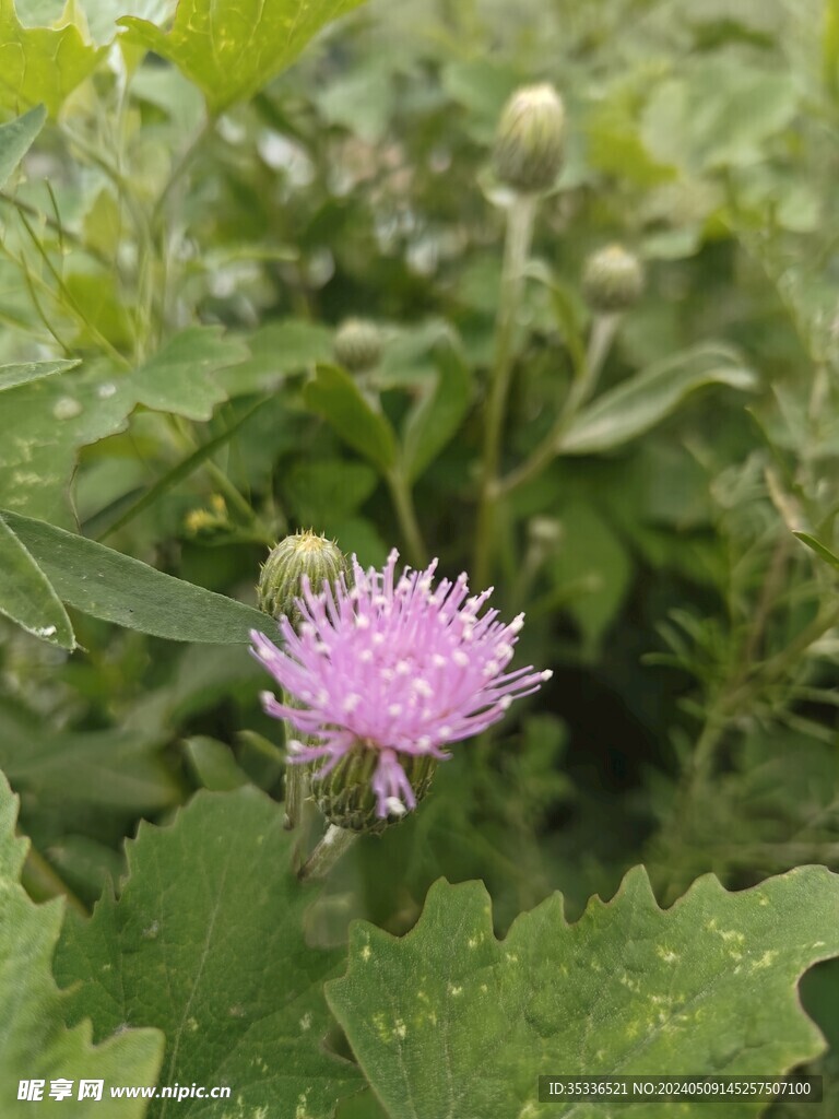 刺儿菜