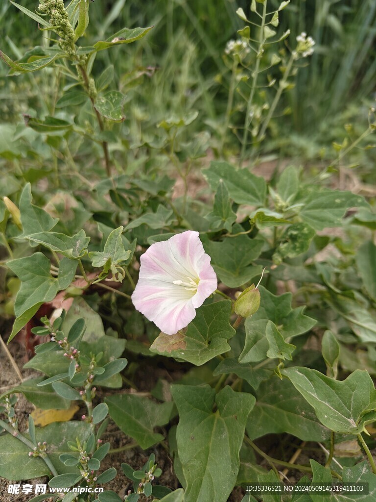 打碗花 花图片下载