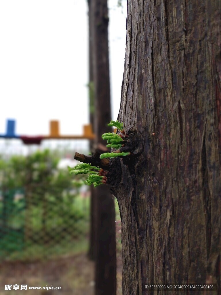 发芽